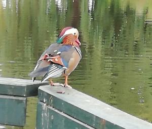 Pat 01 - Mandarijnen in de vijver